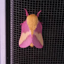 Rosy Maple Moth