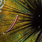 Urchin clingfish