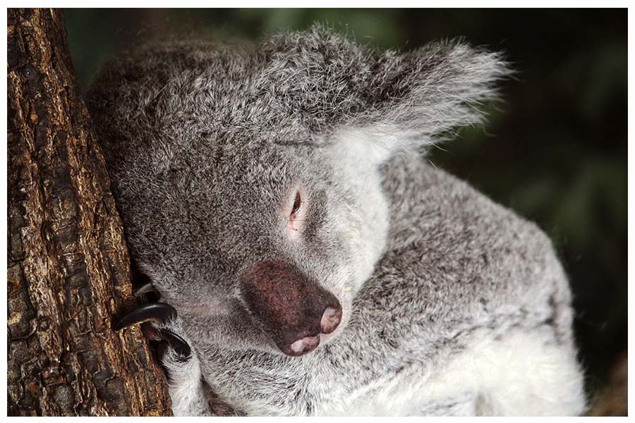 The koala