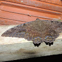 Black Witch Moth