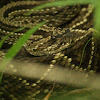 diamond-back rattle snake