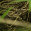 diamond-back rattle snake