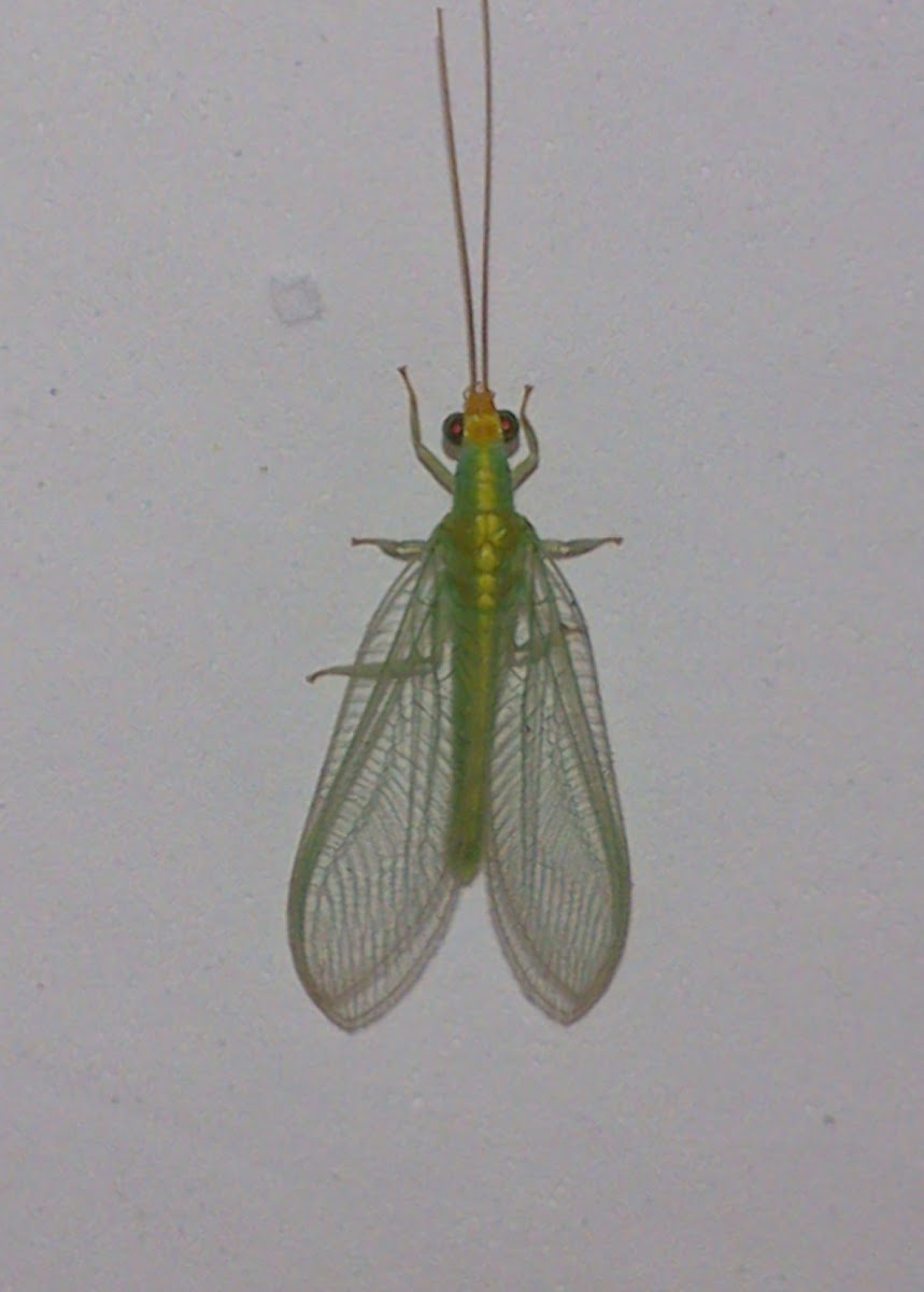 Unidentified Lacewing