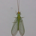 Unidentified Lacewing