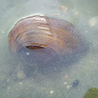 Freshwater Mussel