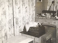 Vintage cat photo