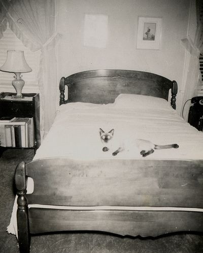 Vintage photo of cats