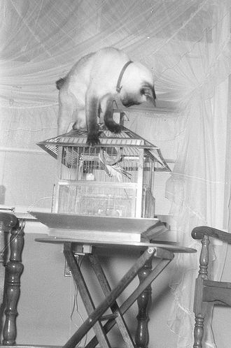 [vintage_cats_12[4].jpg]