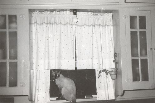[vintage_cats_15[2].jpg]