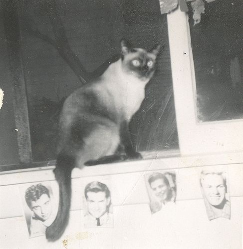 [vintage_cats_24[2].jpg]