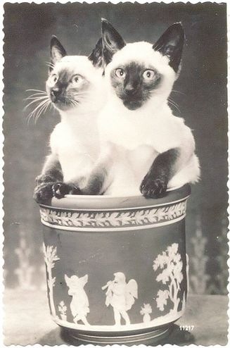 [vintage_cats_26[2].jpg]