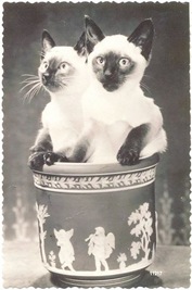 Vintage cat photos