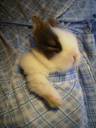 cute rabbit photo1