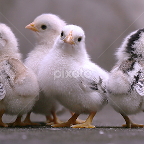 by Sirajuddin Halim - Animals Other