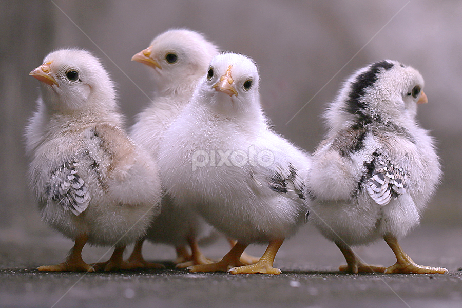 by Sirajuddin Halim - Animals Other