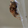 Pine tree spider