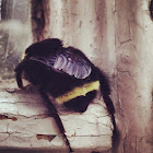 Yellow-Faced Bumblebee
