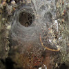Common Funnel web spider