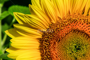 Upclose by John Forrant - Flowers Single Flower