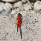 Scarlet Percher Dragonfly (male)