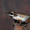 Common tree frog