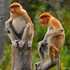 Proboscis Monkey