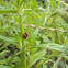spotless ladybird beetle