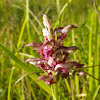 Bug Orchid