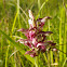 Bug Orchid