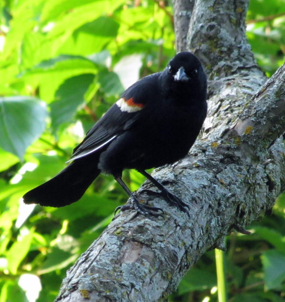 Red-Winged Blackbird