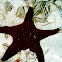 Panamic Cushion Sea Star