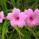 pink mexican petumia