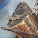 Greater Scaly Anole