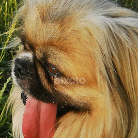by Branko Levačić - Animals - Dogs Portraits