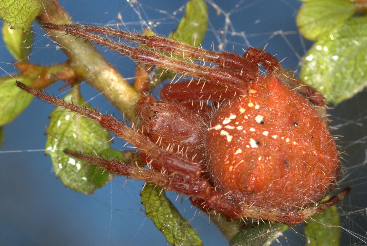 Mature "Jewel Araneus" Orb Weaver Spider