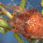 Mature "Jewel Araneus" Orb Weaver Spider