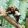Hector's swallowtail larva