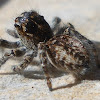 Mogrus neglectus Jumping Spider