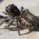 Mogrus neglectus Jumping Spider