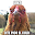 Funny Pictures Download on Windows