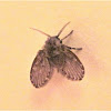 Moth Fly