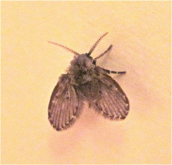 Moth Fly Project Noah