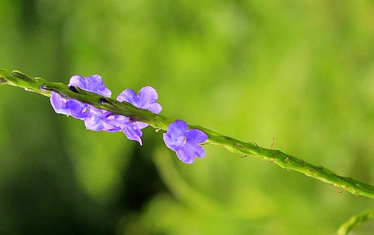 Blue Snakeweed
