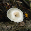 unidentified mushroom