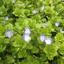 common speedwell