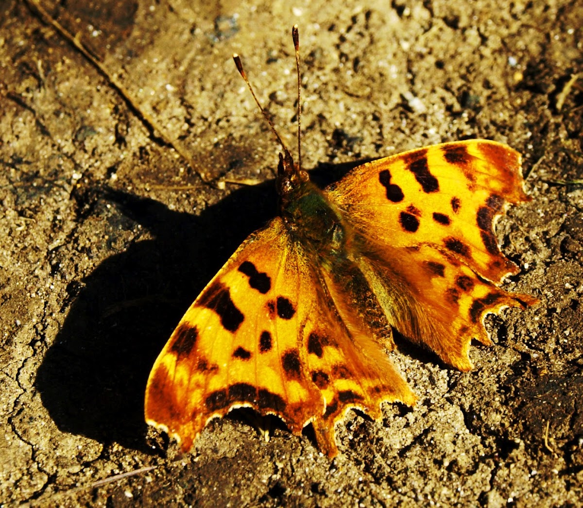 Comma