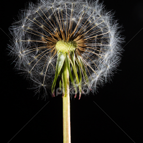 Dandelion by MIGUEL CORREA - Flowers Single Flower