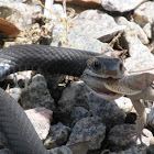 Southern Black Racer