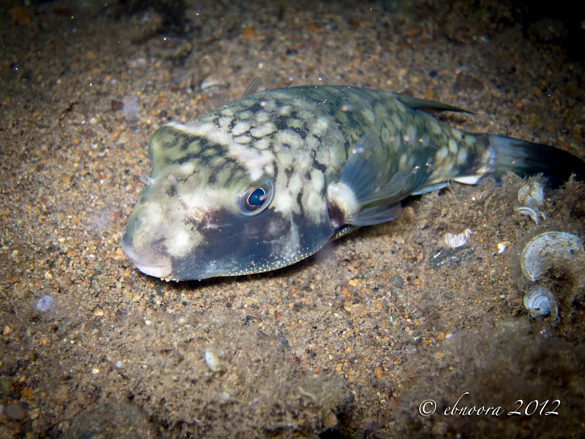 Milkspotted puffer