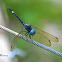 Spot-tailed Dasher